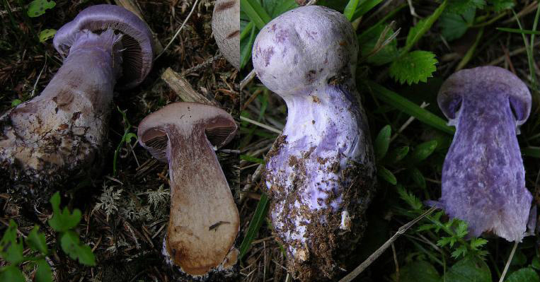 Cortinarius traganus s.l.: scheda fotografica